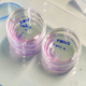 Northern white rhino egg fertilization and maturation
